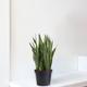 Sansevieria Laurentii