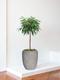 Ficus Alii Baum