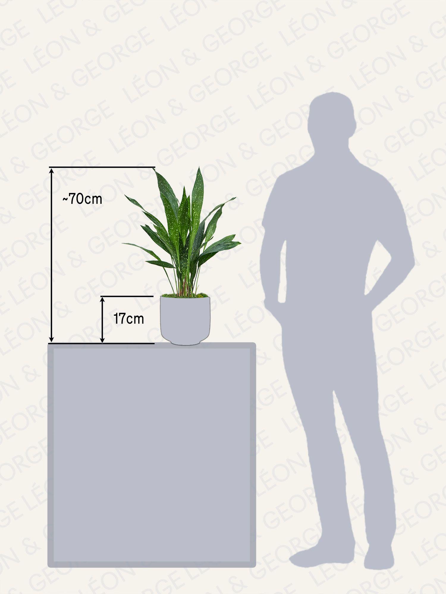 Aspidistra Elatior Milky Way