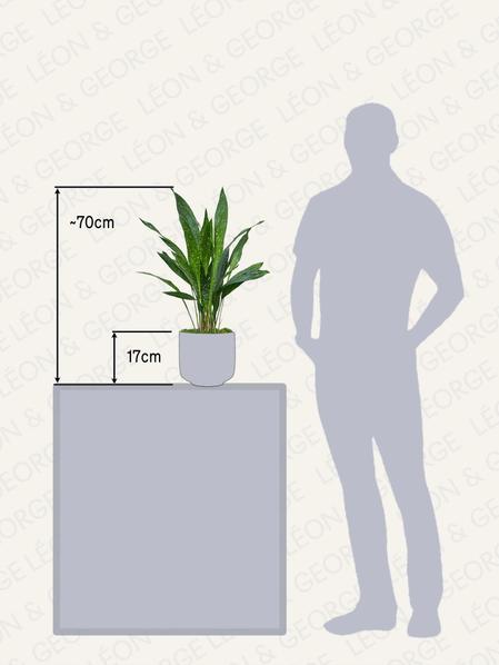 Aspidistra Elatior Milky Way