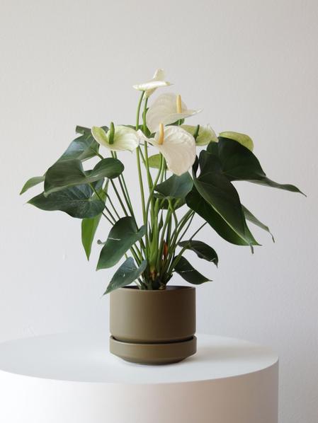 Anthurium - Queen of Spades