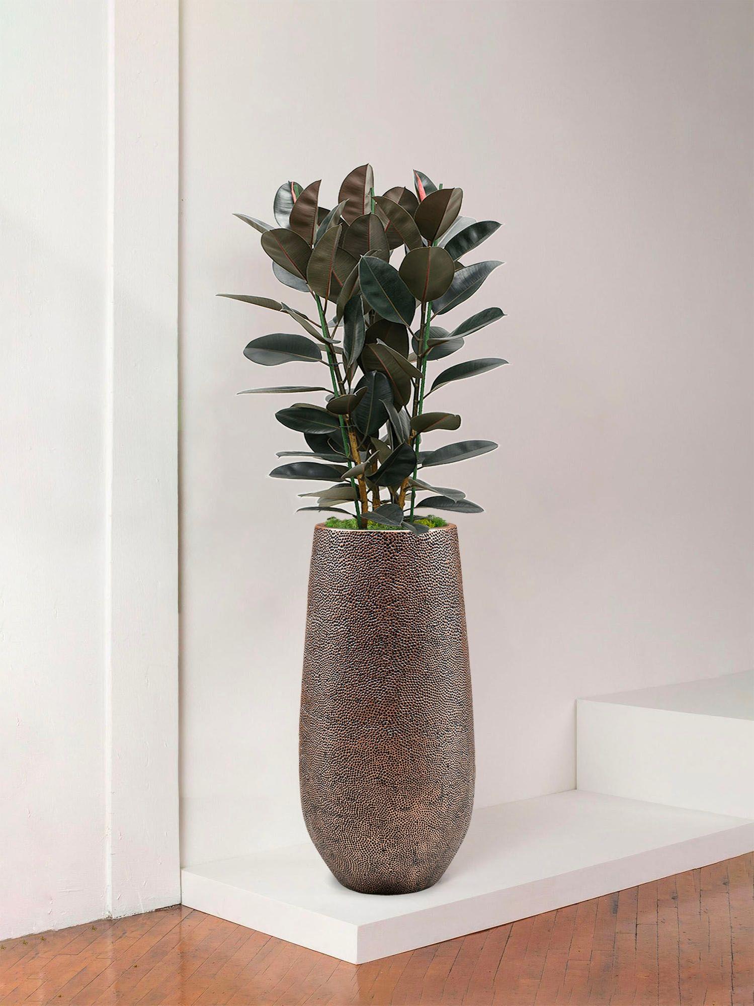 monstera birkin Philodendron Birkin main image 0