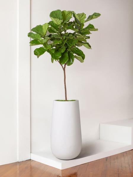 Fiddle Leaf Fig Tree