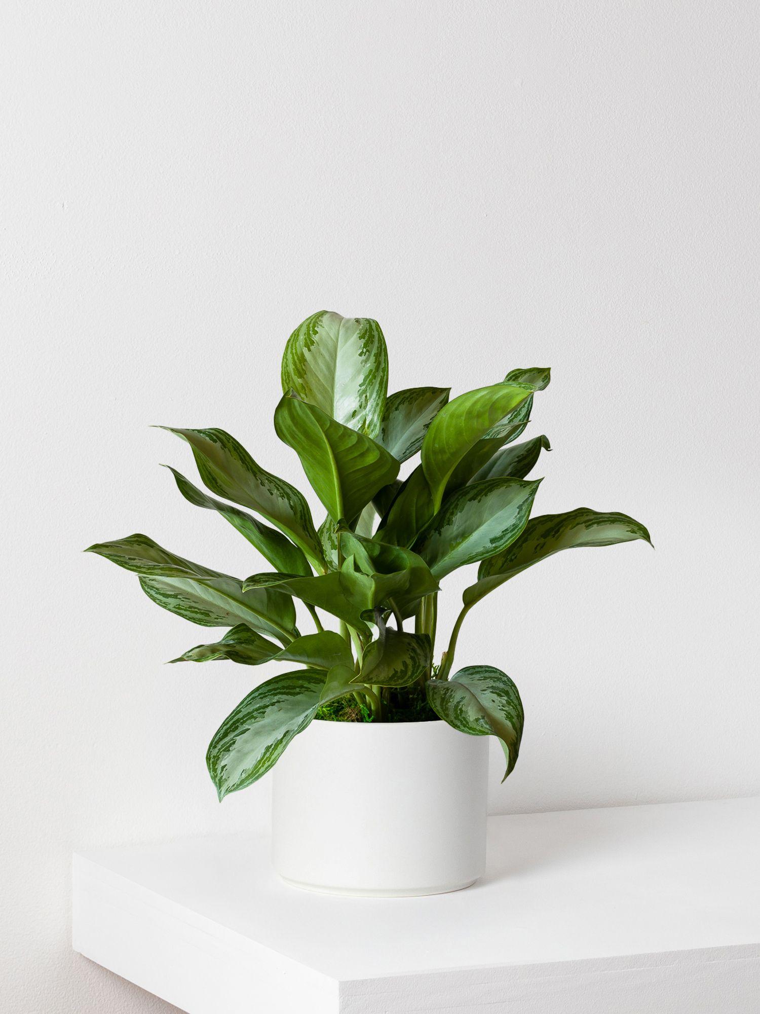 silver-evergreen-white-mid-