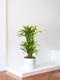Dracaena Fragrans Lemon Lime