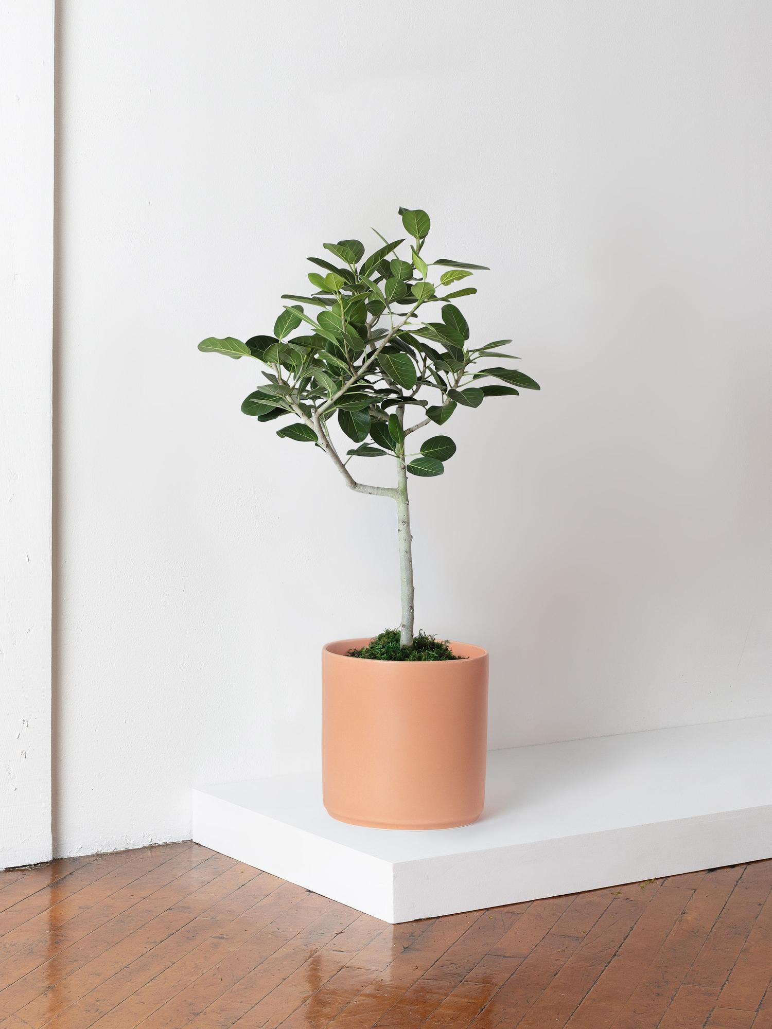 Ficus Audrey Tree