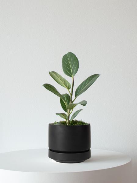 Ficus Audrey