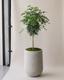 Schefflera Tree