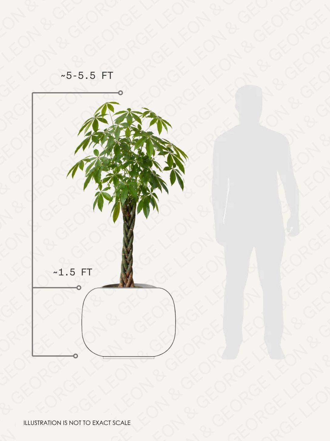 Braided Money Tree