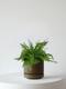Boston Fern