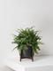 Boston Fern