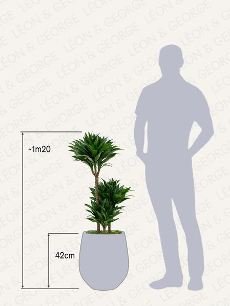 Dracaena Fragrans Compacta