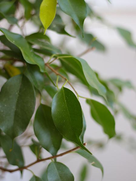 Ficus Benjamina