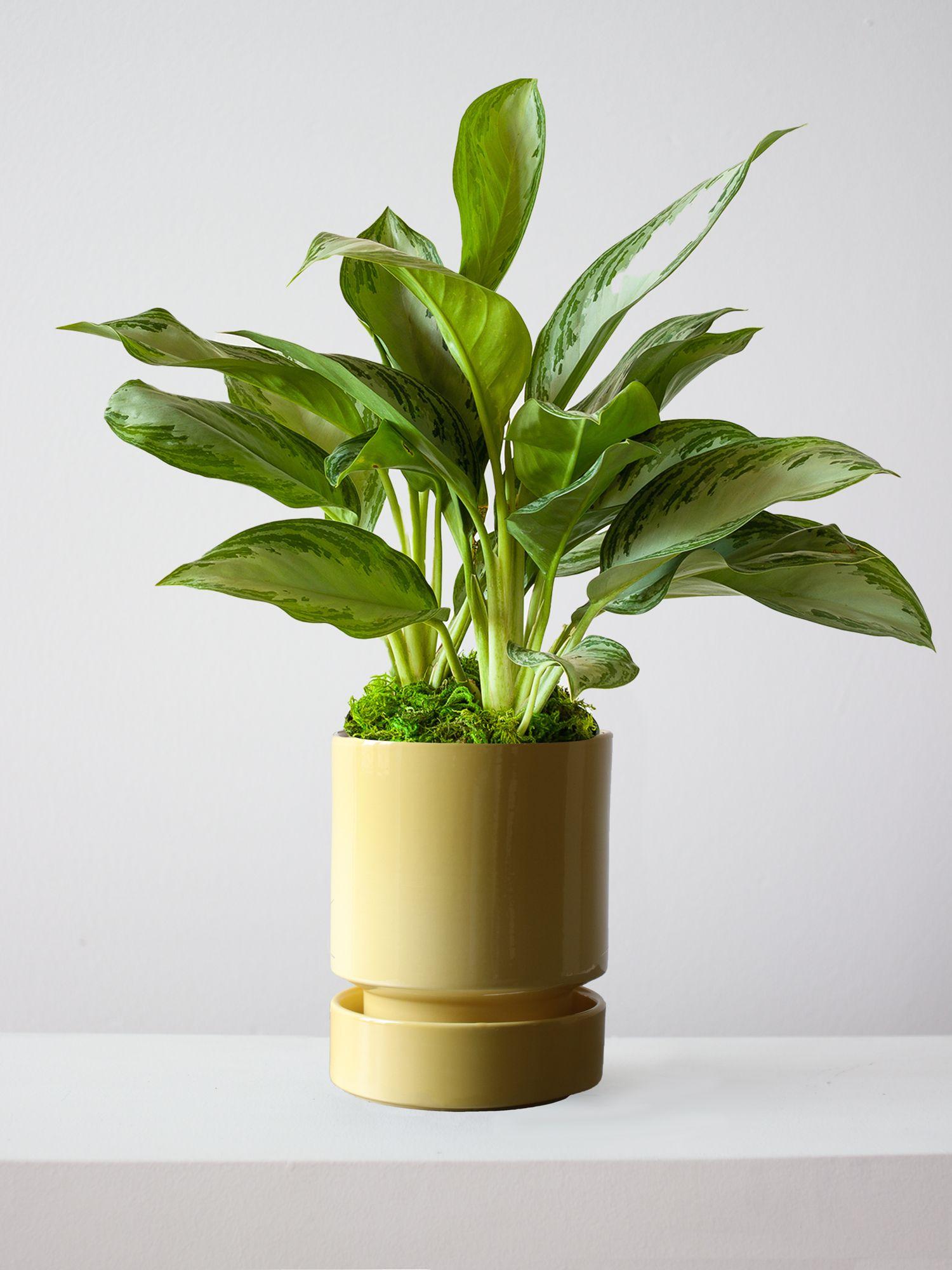 Silver Evergreen