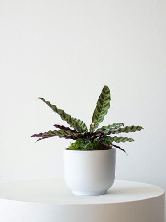 indoor plants picture