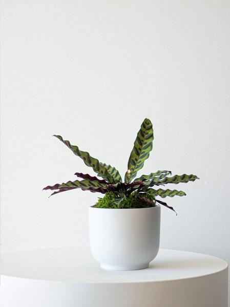 Calathea Rattlesnake