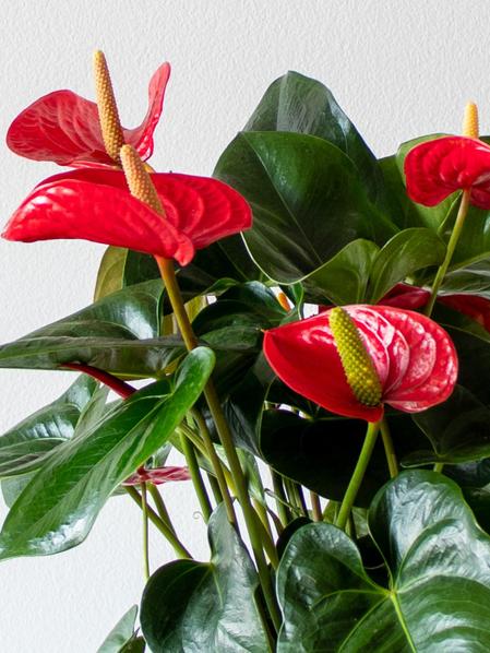 King of Hearts Anthurium