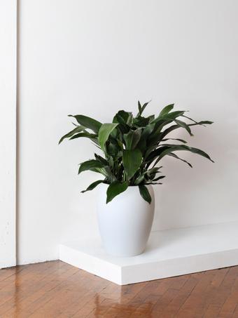 indoor plants picture