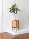 Ficus Audrey Tree