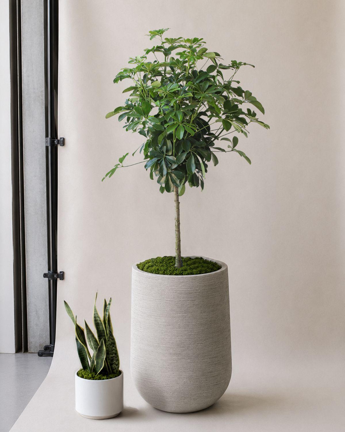 Schefflera Tree scale image