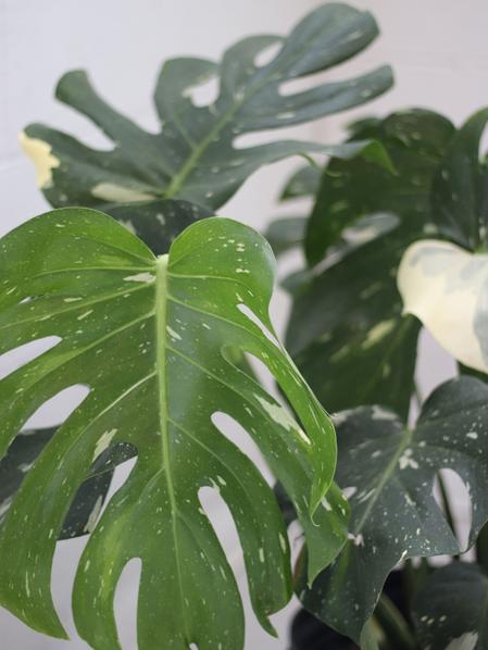 Monstera Thai Constellation