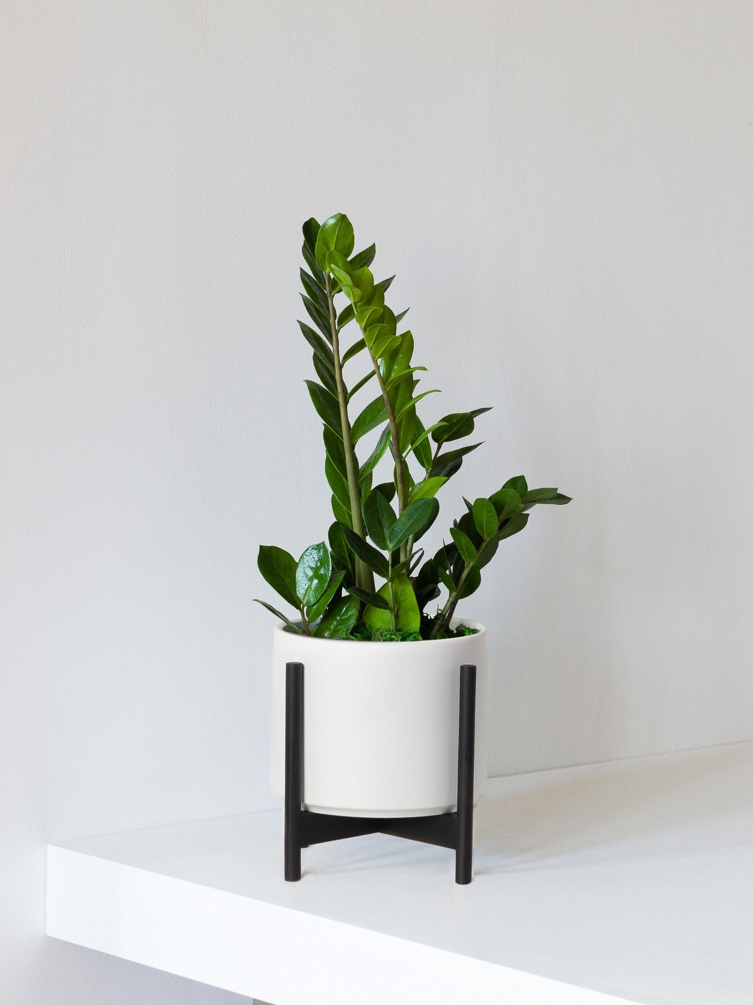 zanzibar-gem-white-mid-century