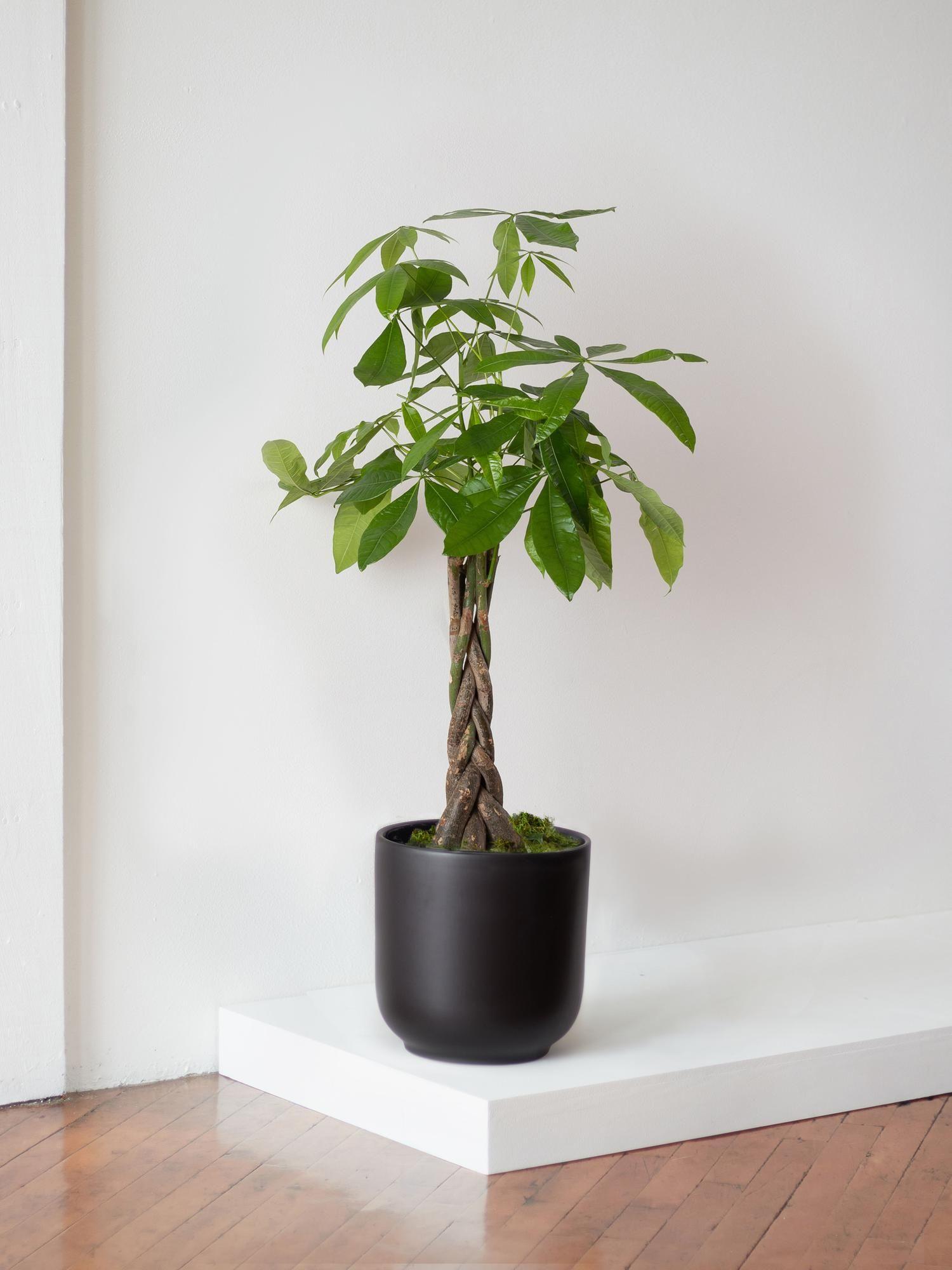 Braided Money Tree
