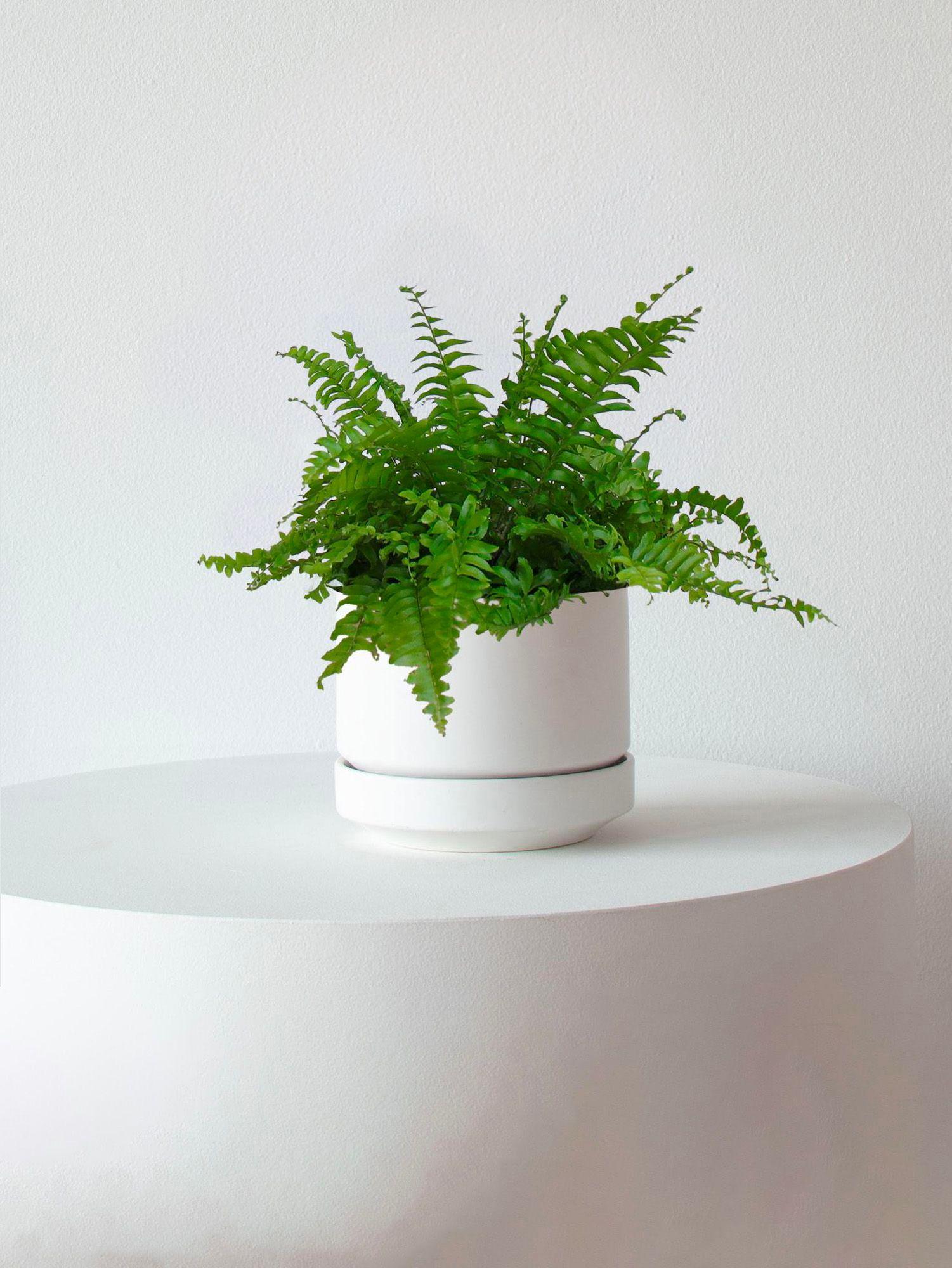 Scandinavian - Le 16