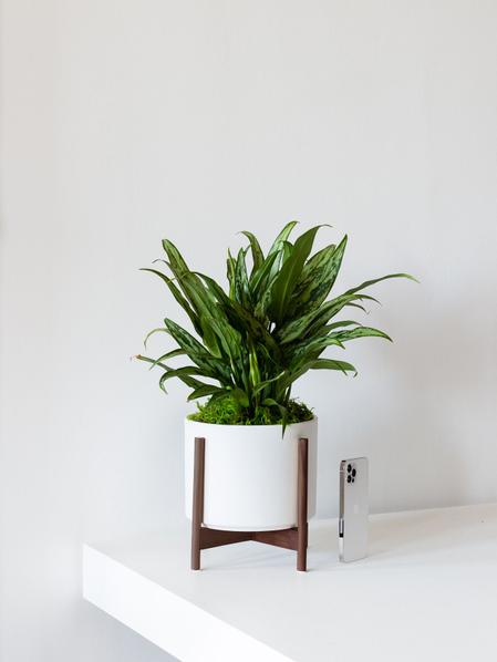 Tiger Evergreen