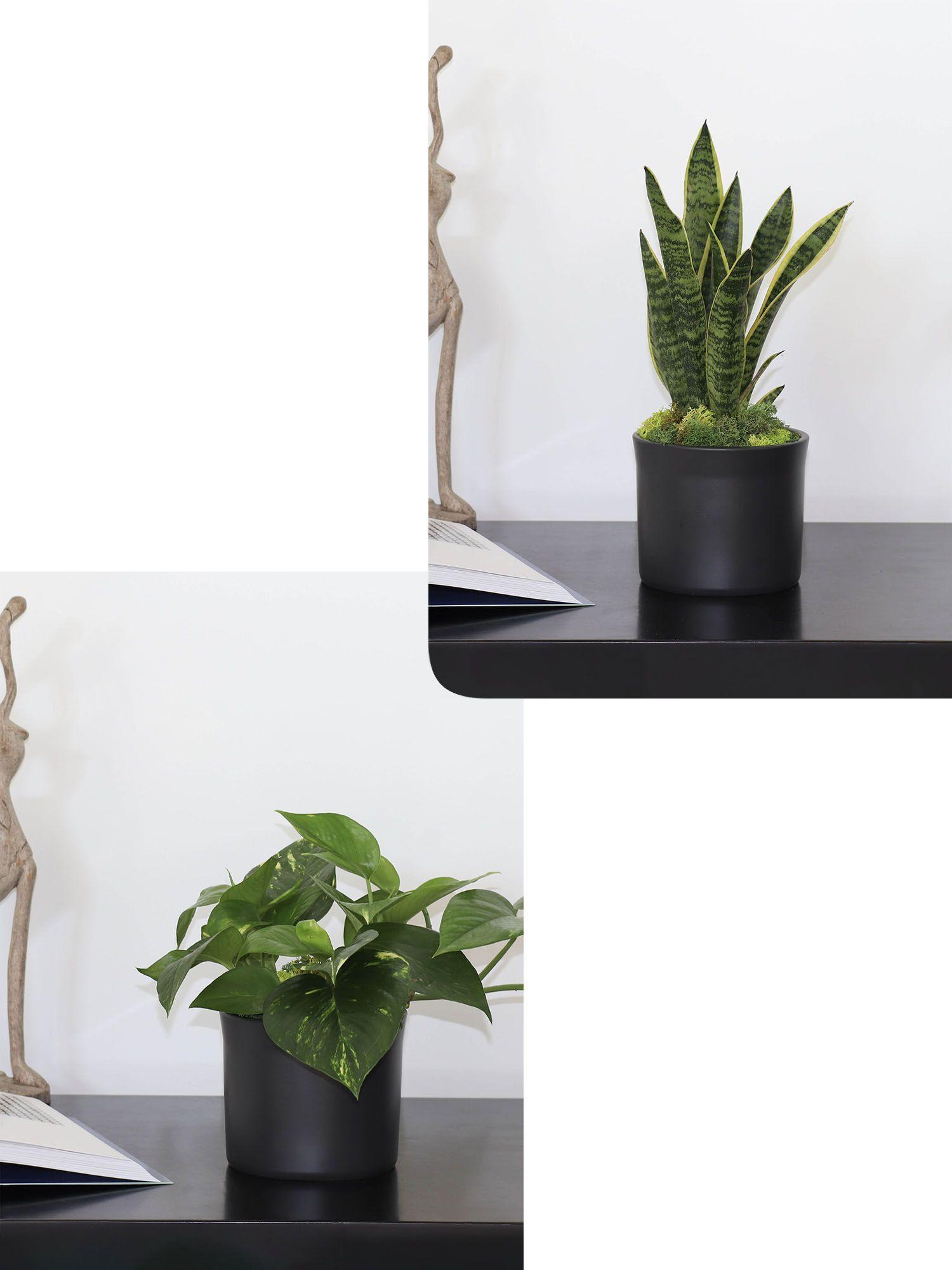 Duo Pothos Cascade X Snake - Mid-Century