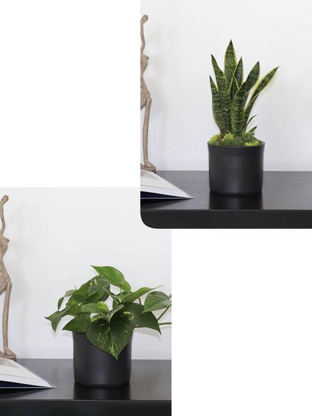 Duo Pothos Cascade X Snake - Mid-Century