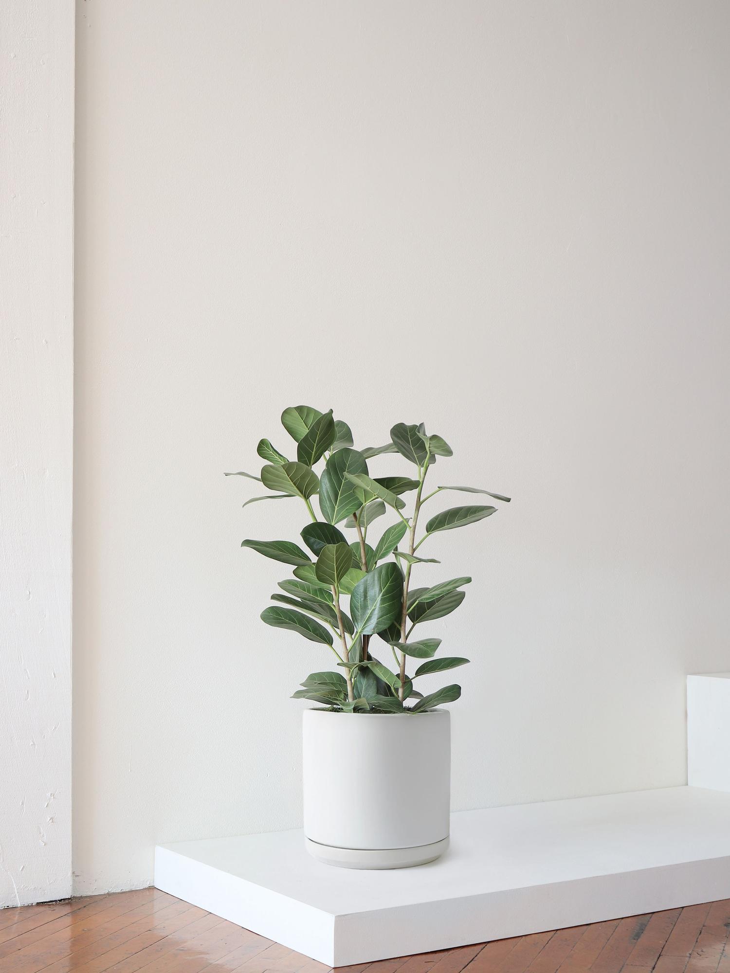 Ficus Audrey