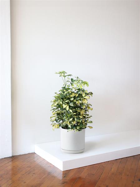Schefflera Gold Capella - Nouvelle