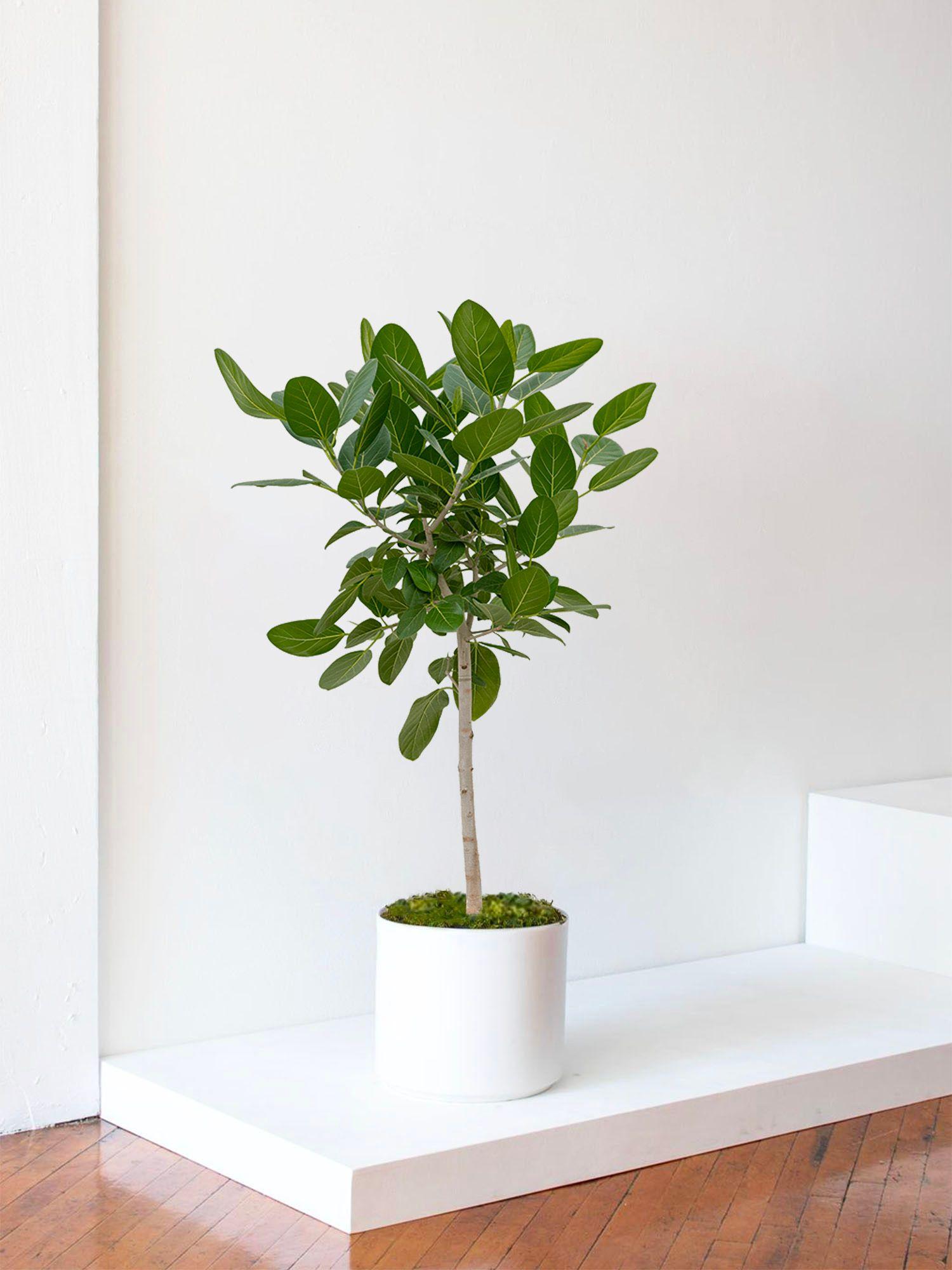 Arbre Ficus Audrey