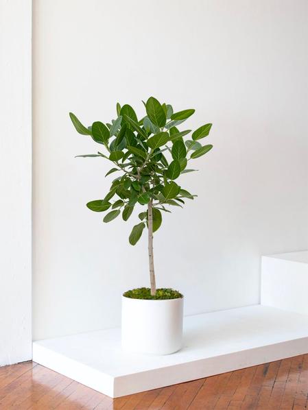 Arbre Ficus Audrey