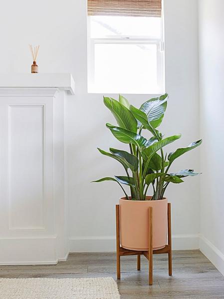 Bird of Paradise