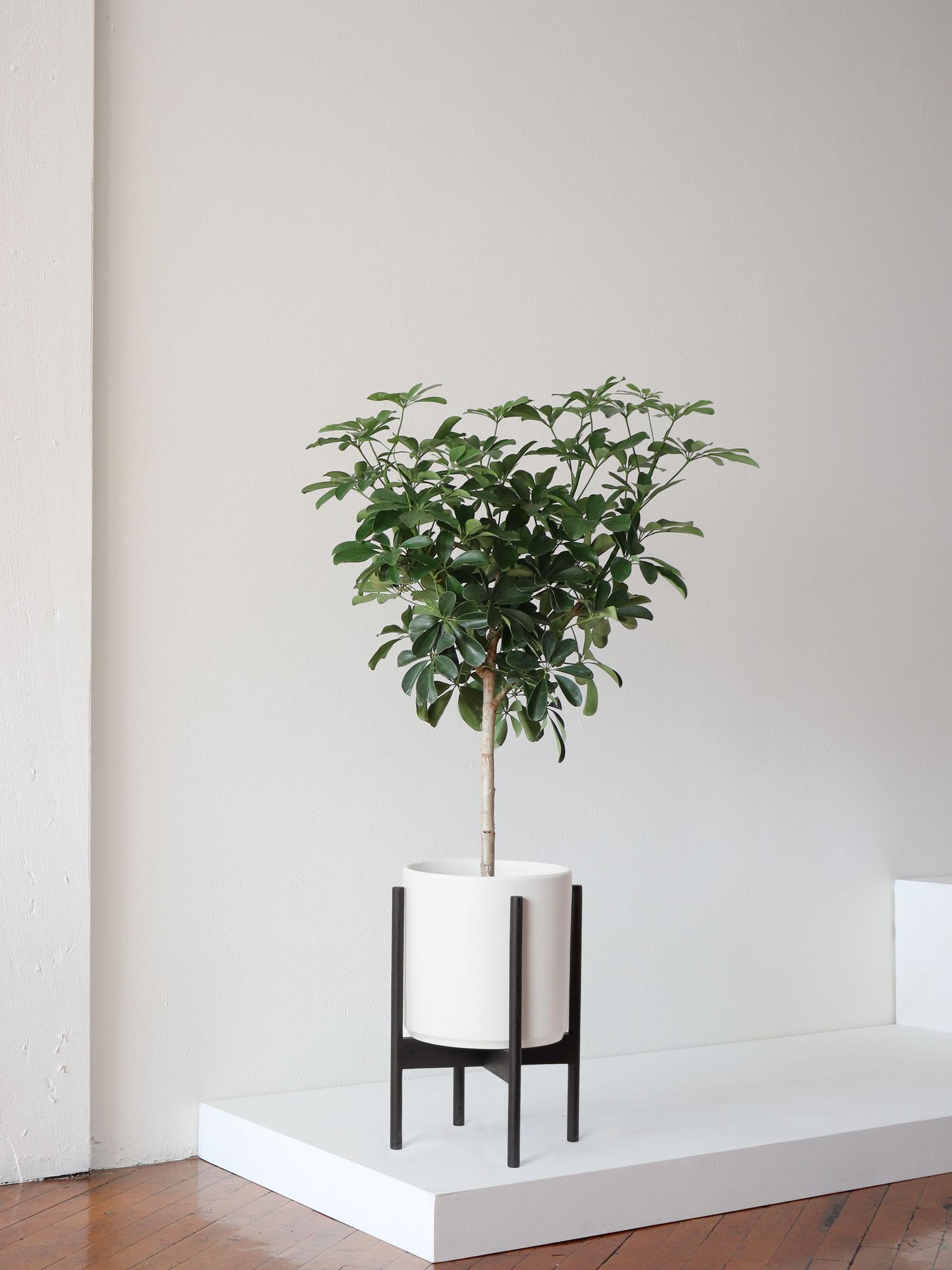 Schefflera Tree