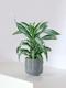 Dracaena Fragrans Joyau de Jade
