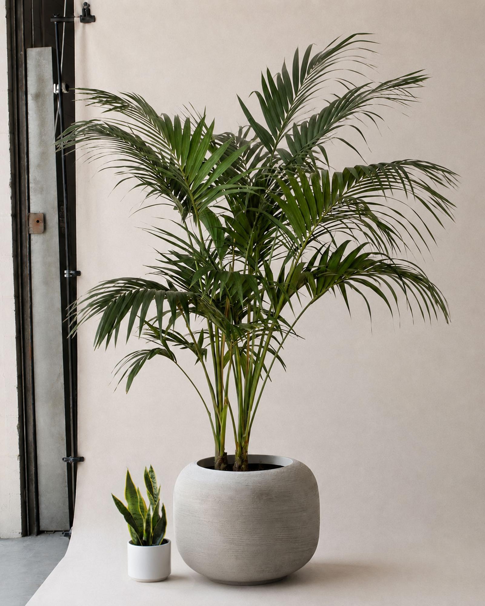 Kentia Palm