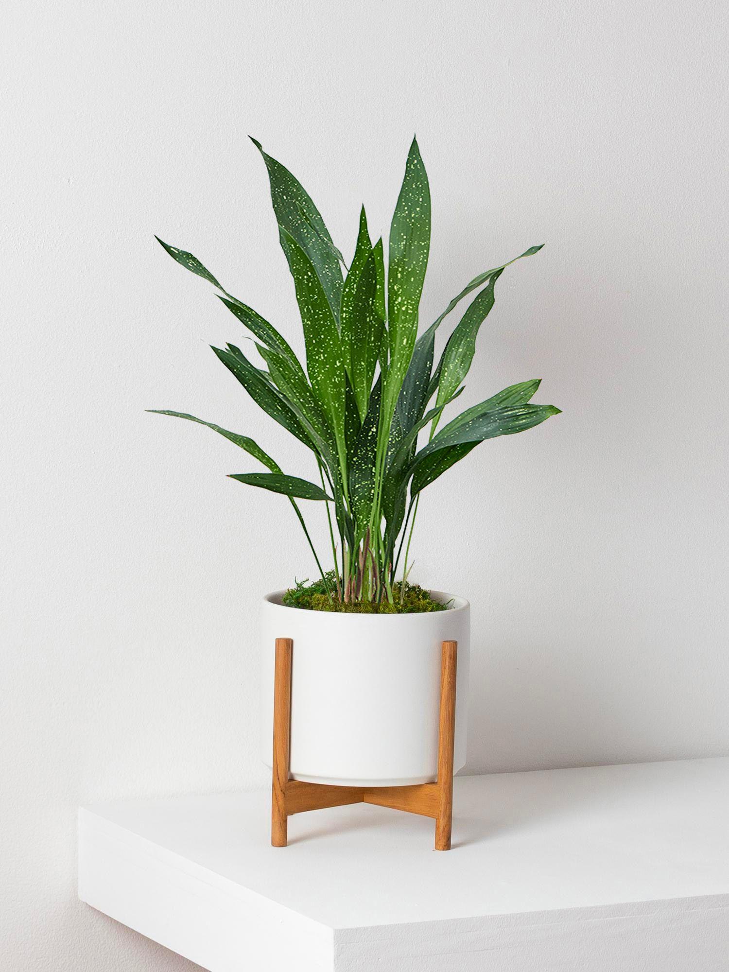 Aspidistra Elatior Milky Way