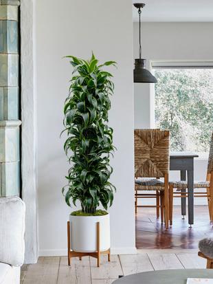 Every indoor jungle needs a dragon or two!