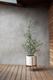 Olive Bush
