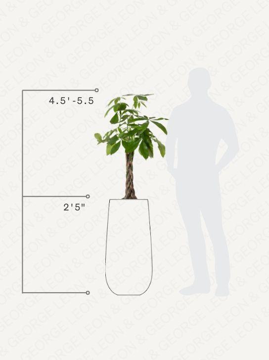 Braided Money Tree