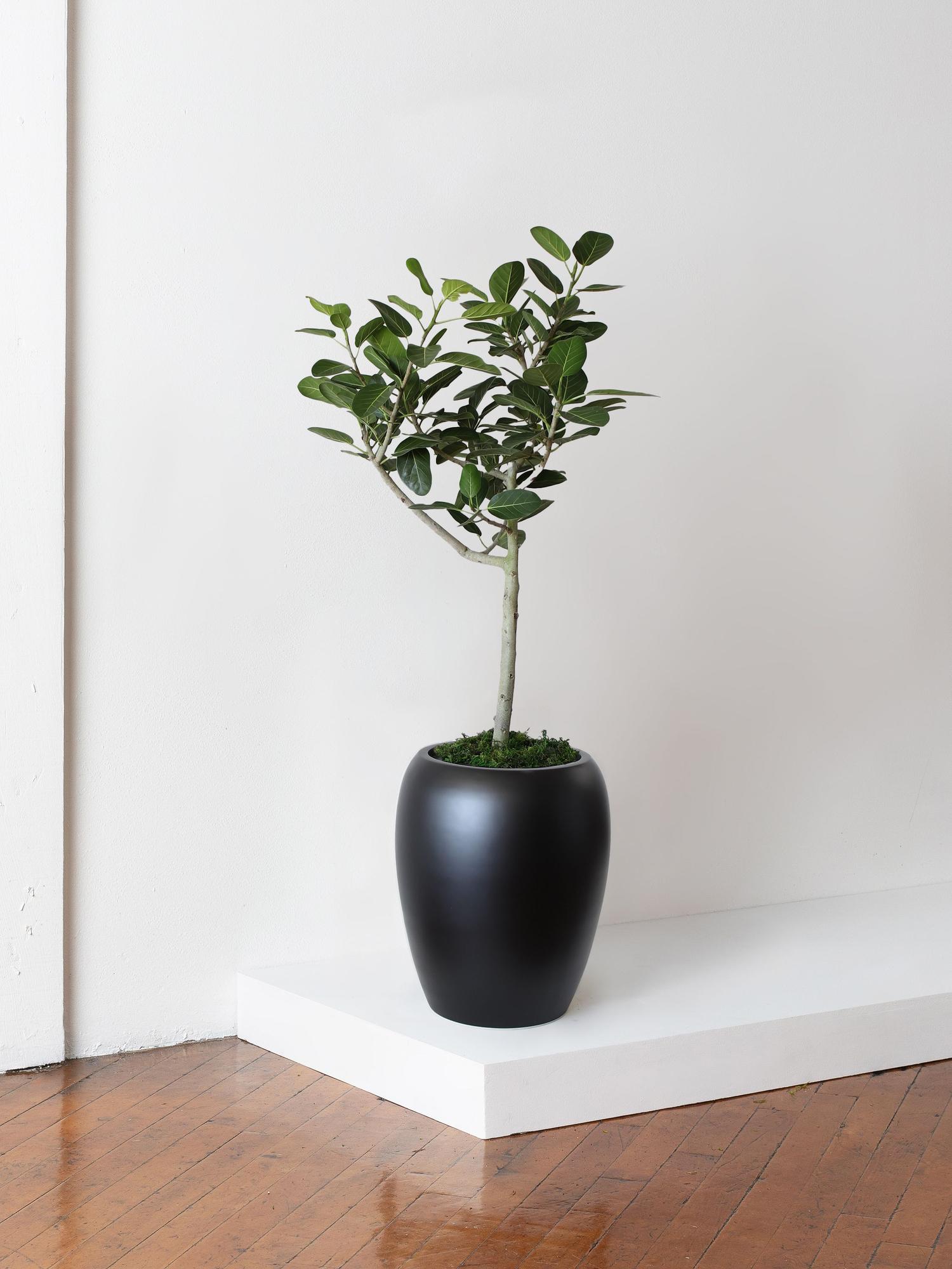 Ficus Audrey Tree