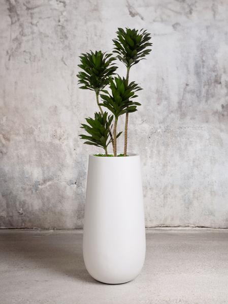 Dracaena Compacta