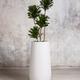 Dracaena Compacta