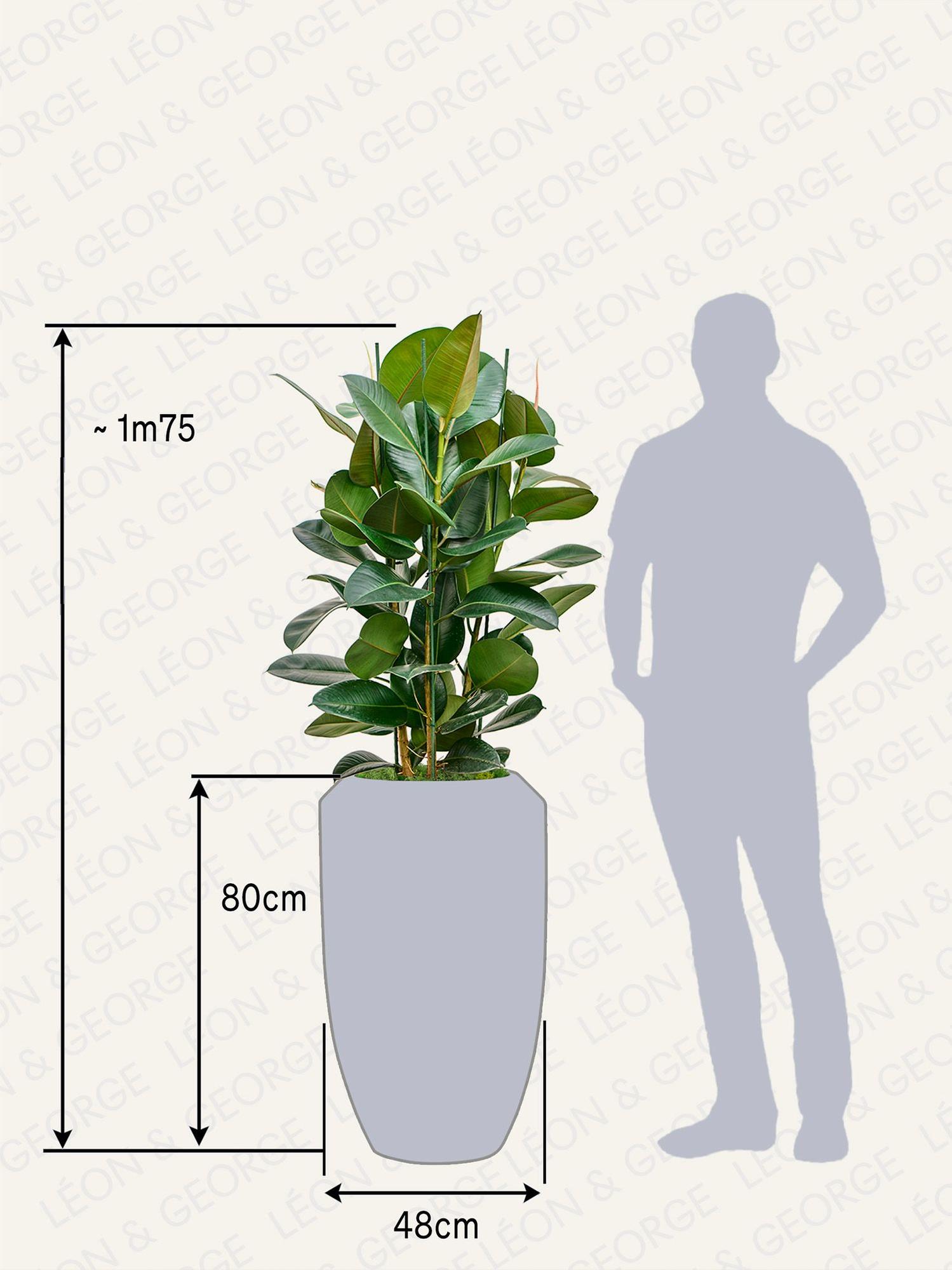 Ficus Elastica Robusta