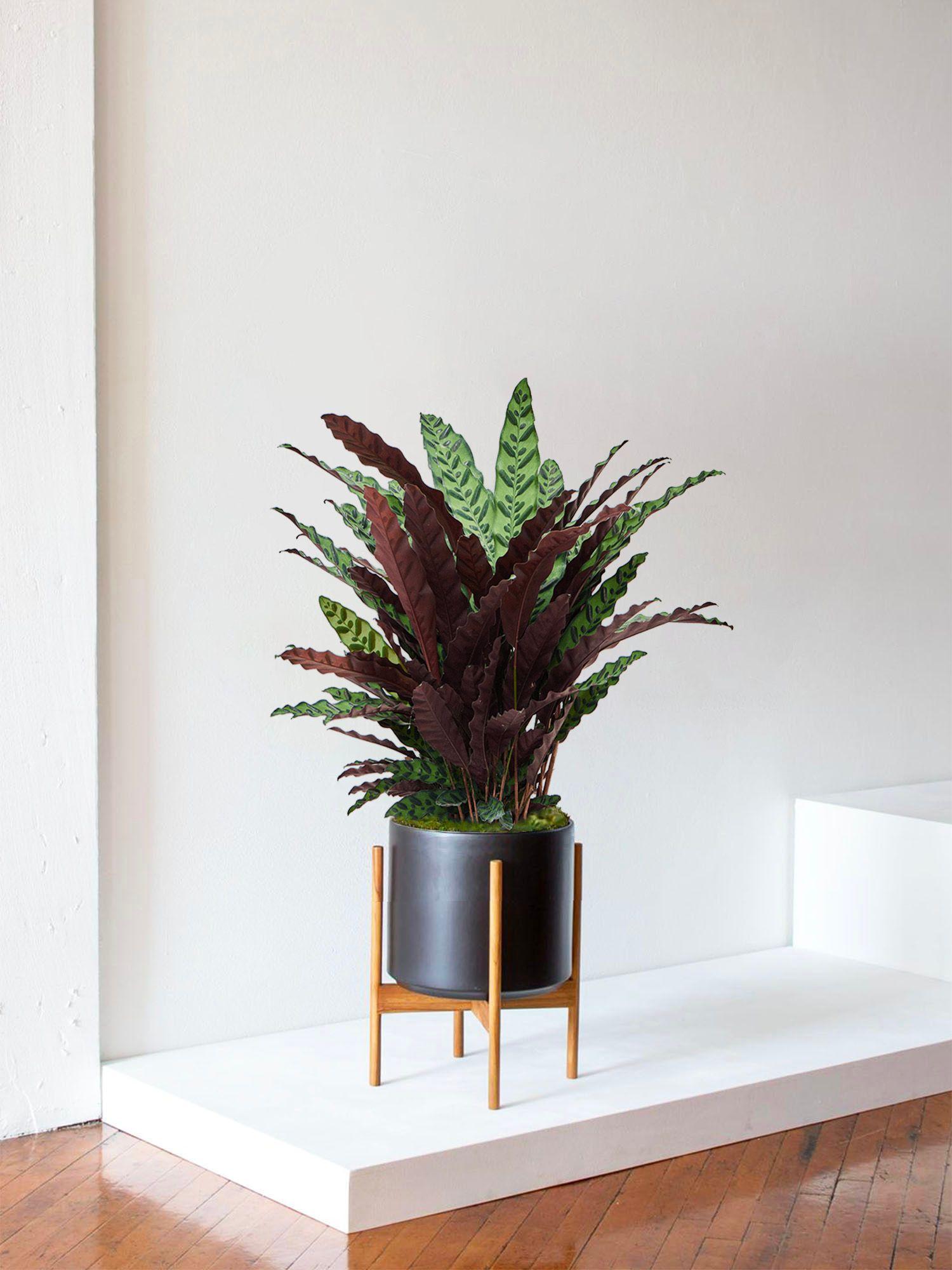 Calathea Paon de Rio