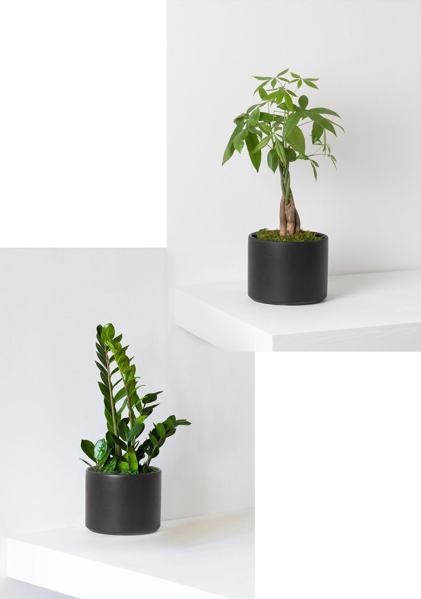 Money Tree and Zanzibar Gem Duo