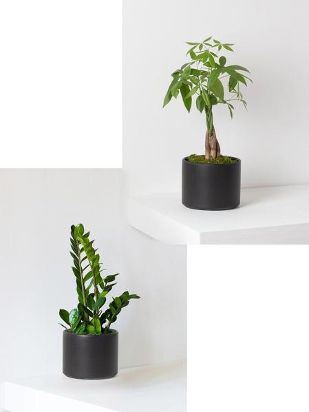 Money Tree and Zanzibar Gem Duo